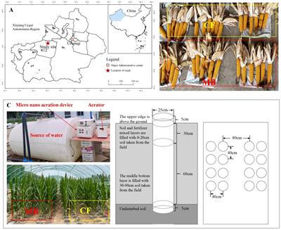 Micro-/nanobubble oxygenation irrigation enhances soil phosphorus availability and yield by altering soil bacterial community abundance and core microbial populations